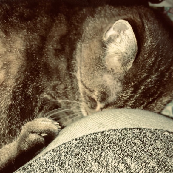 Meet your Posher, Jannette - Picture 1 of 1